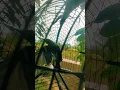 Download Lagu Aksi/Suara Pikat Denak Jantan Cak Lilin vs Bh Jantan Garang /sirtu/cipoh/caklilin/kunyit kecil