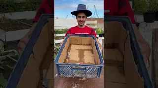 زراعة الكزبرة في صندوق بلاستيك في المنزل                                               دندنها