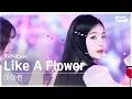 Download Lagu [안방1열 직캠4K] 아이린 'Like A Flower' (IRENE FanCam) @SBS Inkigayo 241215