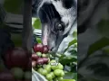 Download Lagu Kopi Luwak: Coffee Made by Civets