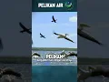 Download Lagu PELIKAN | Mengambil ikan dengan paruhnya #shorts #short #burung #pelikan