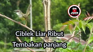 Ciblek Liar di Alam bebas tembakan panjang, bikin emosi ciblek lain