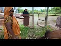 Download Lagu আস্ত একটা গরু উপহার পেলাম | Doyel Agro