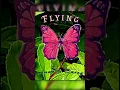 Lagu Flying by Amanda Davey
