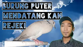 Download MITOS BURUNG PUTER mendatang kan rejeki bagi pemilik nya. MP3