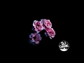 Download Lagu BTS Black Swan x Fake Love Instrumental