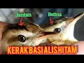 Perbedaan Kerak Basi Alis Hitam Jantan dan Betina