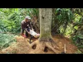 Download Lagu Agricultural vehicle transporting timber accidentally encountered a very dangerous man