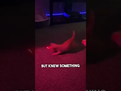 She gave this cat a better life ♥️