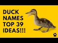 Duck Names - 39 CUTE BEST Ideas Names