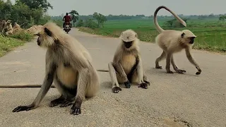 A Family of Langurs Enjoying Their Day in the Village 🐒🌿