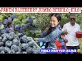 Download Lagu KALAP PANEN BLUEBERRY JUMBO DI AKHIR PEKAN| SERASA PANEN DI KEBUN SENDIRI😂