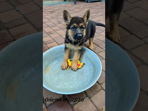 😃A happy German Shepherd puppy. Odessa, 2026.