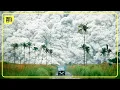 Download Lagu Pinatubo : le VOLCAN aux 850 MORTS