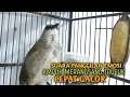 Download Lagu Trucuk BETINA memanggil Jantan Suara Birahi Ngecuplik 100% pancingan trucukan gacor agar BUNYI EMOSI