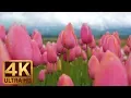 4K Flowers for Relaxation Piano Music - 3 HRS Wooden Shoe Tulip Festival Episode 2