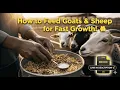 How to Feed Goats Sheep for Fast Growth Smart Feeding Guide for Kenyan Farmers