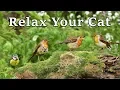 Download Lagu Calming Videos for Cats - TV to Relax Your Cat and My Cat at Home : The Bird Garden