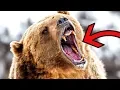 Download Lagu Most DANGEROUS Animals in the Arctic