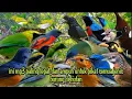 Download Lagu Solusi mp3 paling ampuh untuk pikat burung cucak ijo dan semua jenis burung di hutan