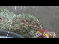 Crowds flock to NJ Christmas tree farms on Black Friday