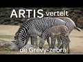 Download Lagu Dierverzorger Jelle bij de Grévy-zebra’s. - ARTIS vertelt #3