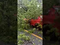 Car Crashes Into Tree Right After Storm