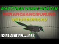 Download Lagu SUARA SIKATAN KIPASAN || Pancingan burung kipasan, merangsang burung untuk gacor