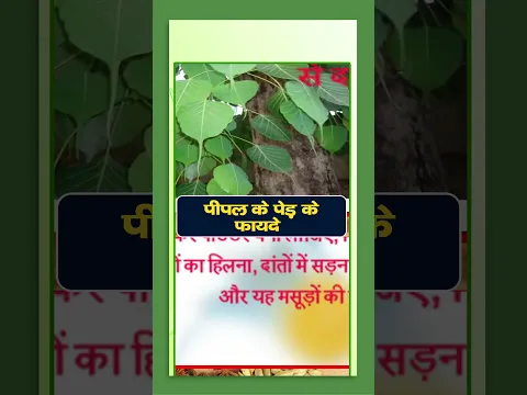 Peepal Uses | पीपल के पेड़ के फायदे #healthbenefits #facts #ayurveda #healthydiet #health