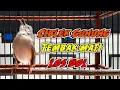 Download Lagu MASTERAN CIGUN TEMBAK MATI ||  Ngebren panjang