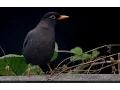 Kicau Burung BLACKBIRD