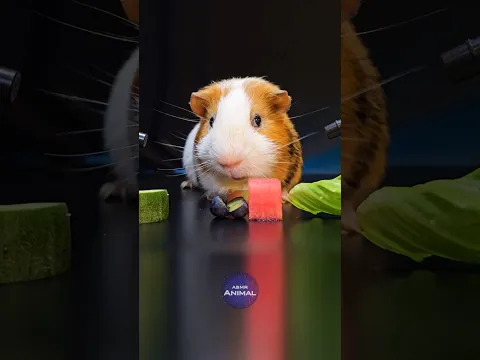 ASMR Mukbang Eating Fruit 🐹 Guinea Pig