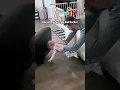 Dad s 9-Month Journey to Train the Perfect Remote Retriever - Must Watch
