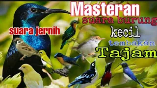 kompilasi masteran burung kecil full isian tembakan kasar