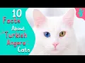 Most Amazing Top 10 Facts about TURKISH ANGORA Cats Furry Feline Facts