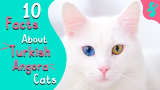 Most Amazing Top 10 Facts about TURKISH ANGORA Cats Furry Feline Facts
