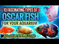 13 Fascinating Types of Oscar Fish for Beginner Aquarium - The Ultimate Guide for Oscar Enthusiasts