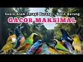Download Lagu SUARA TERAPI AIR UNTUK BURUNG STRES \u0026 MACET BUNYI