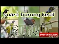 Suara burung ribut untuk yg hobby jebak atw pikat di alam liar