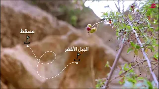                                                                                                      دندنها