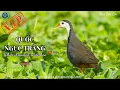 Download Lagu ✅Tiếng chim Quốc mồi kích loa siêu nhạy chuẩn mp3 | White-breasted Waterhen sound call (P3)