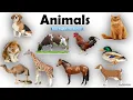 Download Lagu Animals Name | Learn Animals Name in English | Animals Name Basic English Learning  [Unit # 08]