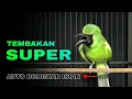 Download Lagu TEMBAKAN SUPER || CUCAK IJO JAMTROK FULL TEMBAKAN AUTO BONGKAR ISIAN