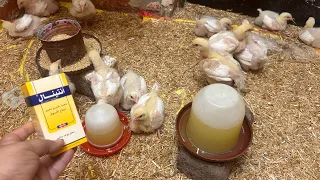 لو تعرفي قيمة الدواء ده هتستغربي بجد ده سحر لطيورك اليوم التاسع ل دورة الفراخ البيضاء 