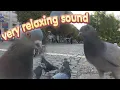 Dove Sound Pigeon Cooing Cuddling Sound