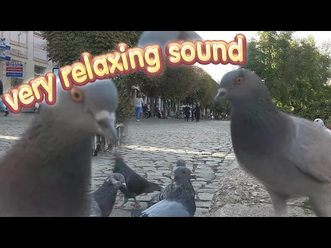 Download MP3 Dove Sound. Pigeon Cooing Cuddling Sound