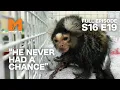 Koba Was Put Down Season 16 Episode 19 Full Episode Monkey Life