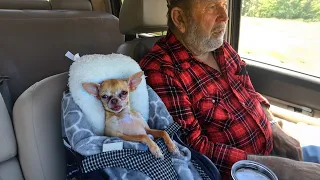 When Your Dog Decides They’re Part Of The Family! 🐶😄