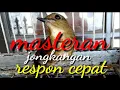 Download Lagu Masteran jongkangan terampuh respon cepat