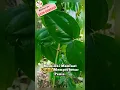 Lagu Daun bungkus papua tanaman yang dimanfaatkan sebagai obat kejantanan.#herbs #shorts